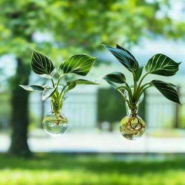 Imagem de DNIENKGE 2 estações de propagação de janela, vaso de propagação com ganchos de ventosa, fácil de instalar, vasos de terrário de vidro para propagação de plantas aquáticas e estacas de enraizamento (2)