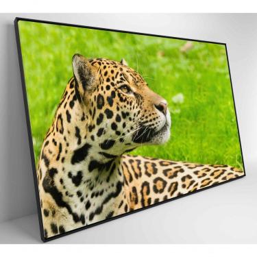 Imagem de Quadro Onça Pintada No Pantanal Medidas 60x40 Cm Impressão Adesivo Fotográfico