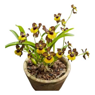 Imagem de Orquidea Oncidium Croesus Planta Adulta Vaso 10