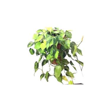 Imagem de Philodendron hederaceum jiboia Brasil cuia 21 - Quintal do bonsai