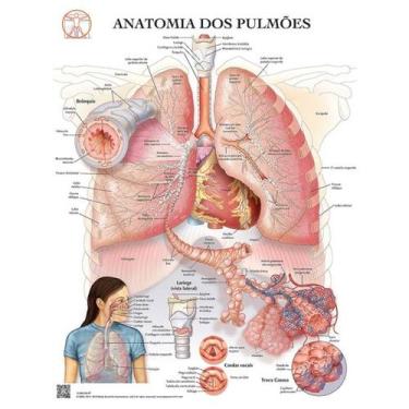 Imagem de Pôster Anatomia Dos Pulmões - Body Scientific