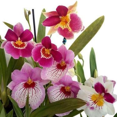 Imagem de Kit 2 Orquídeas Miltonias Planta Adulta - Orquiflora
