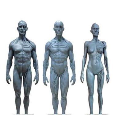 Imagem de EHVYBDX Modelo de figura de anatomia humana - Material PU Figura anatomia feminina e masculina modelo de osso muscular - Modelo de pintura anatômica de esqueleto humano de 28 cm - para referência para