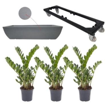 Imagem de Kit 3 Mudas De Zamioculca Com Jardineira 60x20 E Suporte Com Rodas - A