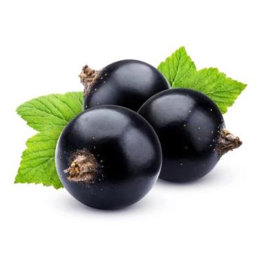 Imagem de Muda Frutífera de Jabuticaba Híbrida - AgroJardim