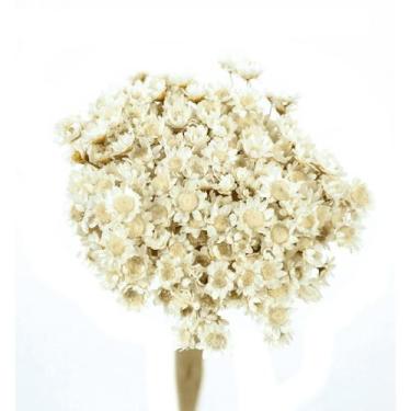 Imagem de Sempre Viva Branca p/ Decoração - Tem Flores