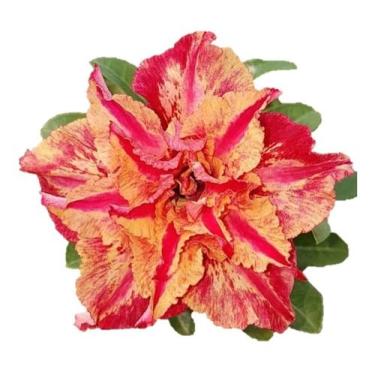 Imagem de Rosa Do Deserto Enxertada Dobrada Importada Faraoh Coleção - doce l@r