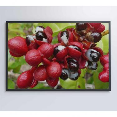 Imagem de Quadro Guaraná Selvagem Amazônia 60x40 Cm Adesivo Fotográfico