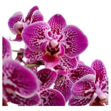 Imagem de Orquídea Phalaenopsis Mini com Vaso