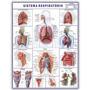 Imagem de Mapa Sistema Respiratório Dobrado- Gigante 120 X 90cm - Enfermagem - M