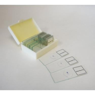 Imagem de LabStock slide preparado, mitose vegetal, classpack de 15 lados