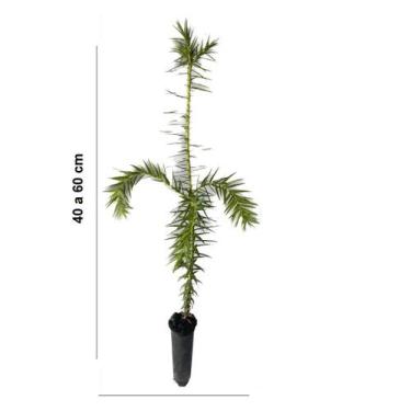 Imagem de Muda de Araucária para Reflorestamento - Vaso&Flor