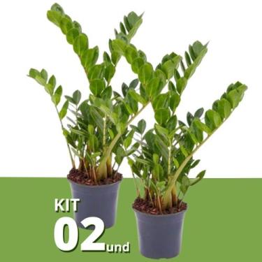 Imagem de Kit 2 Muda De Zamioculca Grande 60cm Planta Interna Natural - Velling 