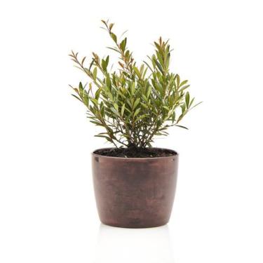 Imagem de Mini Cereja + Vaso Decorativo - Mini Plantas