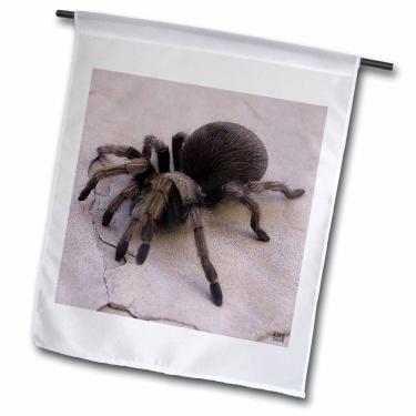 Imagem de 3dRose fl_9924_1 Tarântula Loira do Deserto, Bandeira de Jardim Aphonopelma Chalcos, 30 x 45 cm