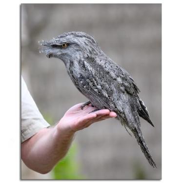 Imagem de Pôster Frogmouth Podargus impressões em tela Strigoides arte de parede para casa 1 painéis decorações não ramed 25.4 cm x 20.3 cm
