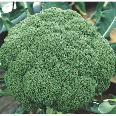 Imagem de Brocolis Yahto Hibrido - 180mg / 40 Sementes - Feltrin