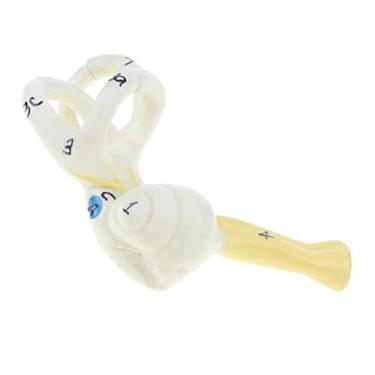 Imagem de Modelos Cocleares Educacionais Auditivo com Ampliação de 5x