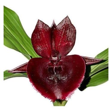Imagem de Orquídea Catasetum João Stivalli Planta Adulta Flor Exótica - no brand