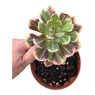 Imagem de Euphorbia Monadenium Stapelioides f. variegata, Planta Suculenta Variegada em Vaso