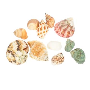 Imagem de LIOOBO 4 Conjuntos De Conchas Para Paisagismo De Tanque De Peixes Conchas Do Mar Para Artesanato Decoração De Aquário Conchas De Eremita Presentes Conchas Naturais Decorações Para