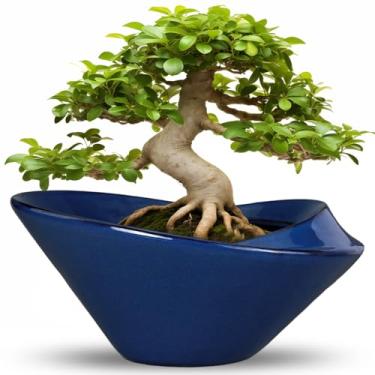 Imagem de Teagas Vaso de árvore de bonsai de 33 cm - vasos de suculentas de cerâmica grande para plantas internas e externas vaso decorativo com orifício de drenagem, vaso de flores para casa, jardim, quarto,