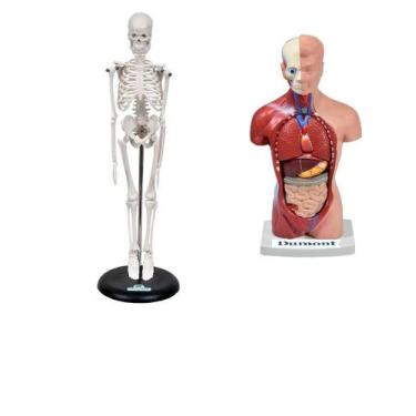 Imagem de Esqueleto 45 cm + torso humano de 28 cm 14 partes - DUMONT SIMULADORES