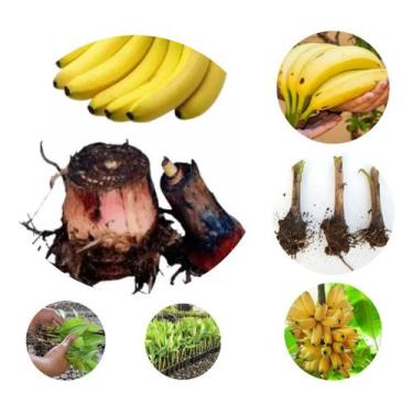 Imagem de 5 Mudas Rizomas Banana Caturra Pintadinha Doce Produz Muito Envio Imed