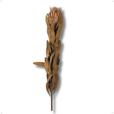 Imagem de Haste de Flor Proteia Desidratada Grande Natural 55 a 60 cm - FLORA FU