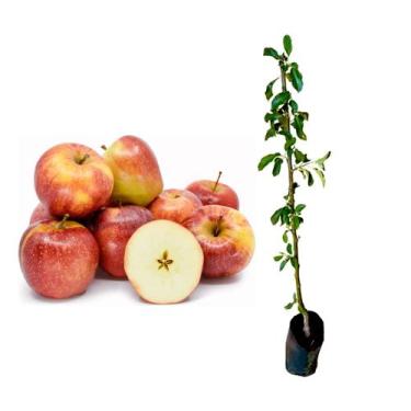 Imagem de Muda De Maçã Eva Para Produzir Em Vasos - Enxertada - AMK - Jardinagem