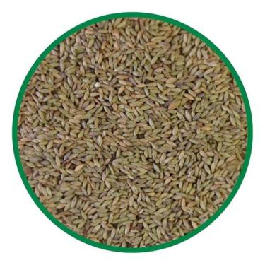 Imagem de Sementes de Capim Massai 1,5 Kg Pastagem para Bovinos Ovinos e Caprino