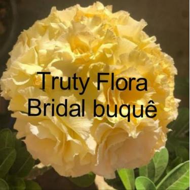 Imagem de Rosa Do Deserto Amarela Bridal Buque Matriz Com + De 45 Cm De Altura R