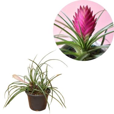 Imagem de Bromelia Tillandsia Cyanea Planta Epífita com Inflorescência Rosa Flor Exótica Interior Pena Rosa De Pato Planta Natural