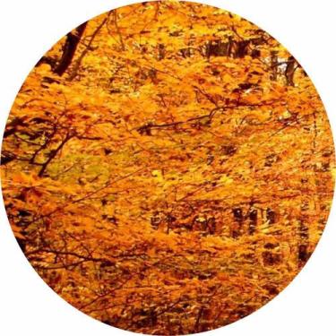 Imagem de Painel de Lona Redondo Galhos Entrelaçados Outono - Fabrika de Festa, 