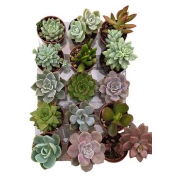 Imagem de Kit com 15 mini suculentas 6cm lembrancinhas terrarios - Suculentas e 