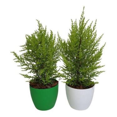 Imagem de 2 Mini Pinheiro Tuia Holandesa Com Vaso De Plástico Decorativo - Verde