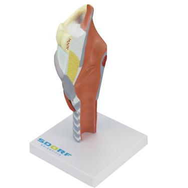 Imagem de Laringe Humana Ampliada C/ Cartilagem Em 5 Partes