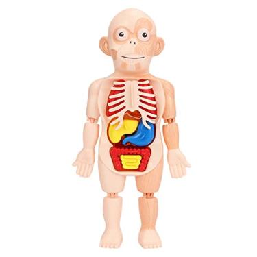 Imagem de shamjina Modelo de Anatomia do Sistema Visceral Anatomia Torso para Estudante de, Crianças