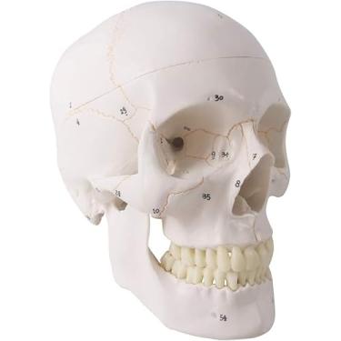 Imagem de NEW HORIZON Modelo anatômico de crânio humano, com suturas pintadas, 54 peças de modelos de crânio numerado rotulados para estudantes de medicina, modelo de cérebro humano para crianças desenhando