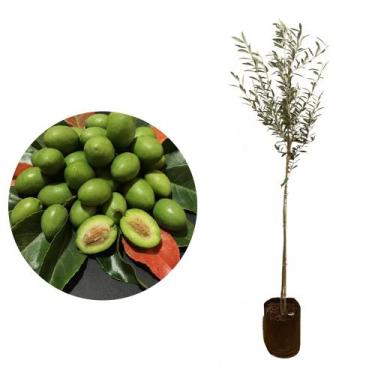 Imagem de Muda de Azeitona Ceilon 20 a 40cm AMK - Plantas Online - AMK Jardinage