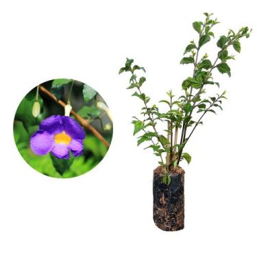 Imagem de kit 5 Mudas de Tumbérgia Arbustiva 20 a 40cm Plantas Online - AMK Jard