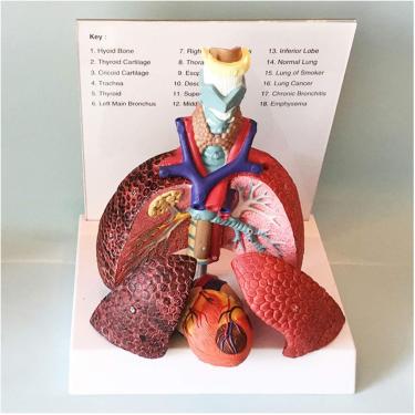 Imagem de Laringe Coração Garganta Pulmão Modelo De Anatomia De Órgão Humano - Anatomia Médica Garganta Coração Pulmão Modelo - Para Treinamento Educacional Médico, A