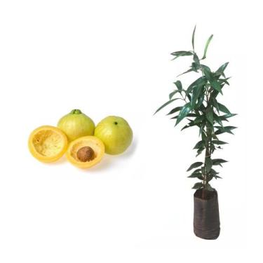 Imagem de Muda de Jambo Amarelo 20 a 40cm AMK - Plantas Online - AMK Jardinagem 