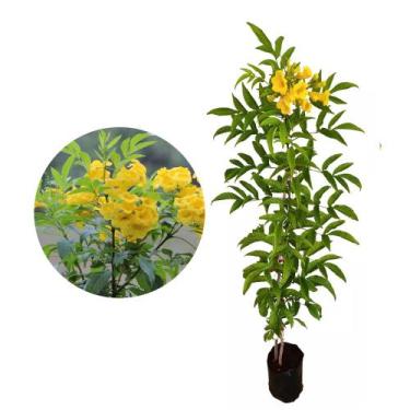 Imagem de Muda de Ipe Mirim 20 a 40cm AMK - Plantas Online - AMK Jardinagem e Pa