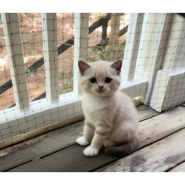 Imagem de JUNFLYING Rede de varanda para gatos, rede de segurança antiqueda de 3,5 x 7,8 m, sem fio de aço, proteção para varanda de gatos para janelas, grades, terraços e escadas.