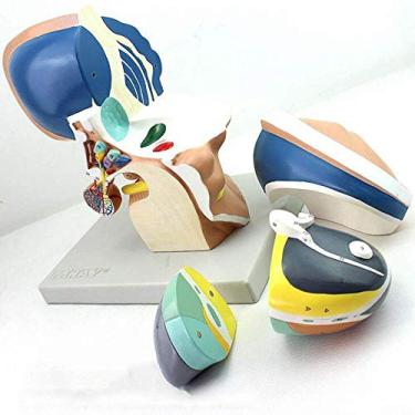 Imagem de Modelo educacional, modelo anatômico de cérebro, modelo de tronco cerebral, modelo de tronco cerebral humano e núcleos do hipotálamo - ampliação 3x, perfeito para exibir e explicar aos pacientes