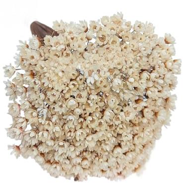 Imagem de Buquê de 300 Florzinhas, Sempre Viva e Mosquitinhos, Decorativo para Casa e Festas(Natural)