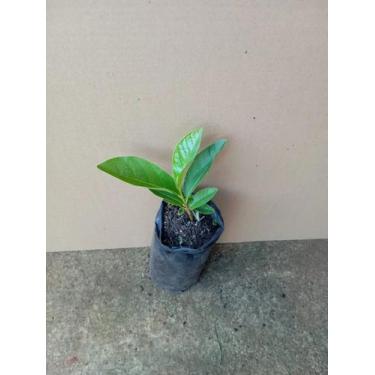 Imagem de Muda De Marolo Ou Cabeça-de-negro - Annona Crassiflora - gp