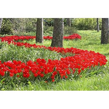Imagem de 100 bulbos de tulipa de desfile - Tulipa Darwin híbrido - saco de pechinchas para paisagistas!! Ótimo para plantar no outono!