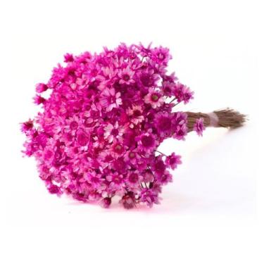 Imagem de Sempre Vivas Rosa Forte Lembrança, Decoração 1200 Flores - Pense Flore